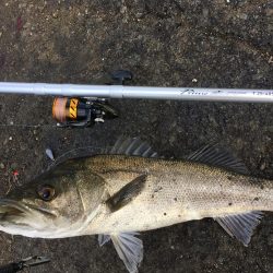 飲ませでスズキ72cm